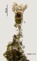 Collotheca trilobata, author: Christian D. Jersabek