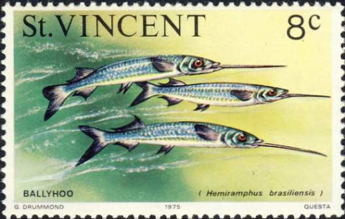 Hemiramphus brasiliensis Hemiramphus brasiliensis