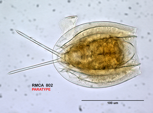 Dipleuchlanis ornata