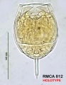 Lecane nigeriensis