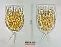 Lecane stichoclysta