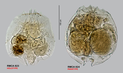 Brachionus africanus