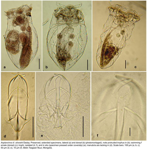 Asplanchna silvestrii