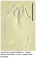 Aspelta curvidactyla