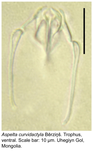 Aspelta curvidactyla