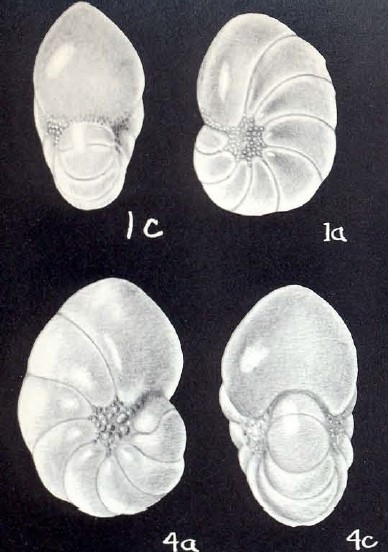 Florilus inflatiformis McCulloch, 1981 Florilus inflatiformis McCulloch, 1981