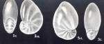 Florilus (?) tobagoensis McCulloch, 1981