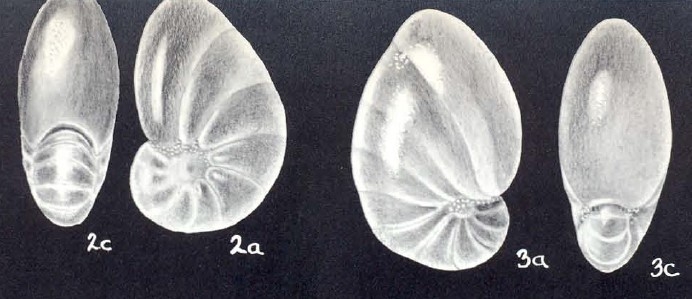 Florilus (?) tobagoensis McCulloch, 1981 Florilus (?) tobagoensis McCulloch, 1981