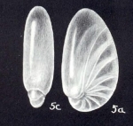 Nonionella arubaensis McCulloch, 1981