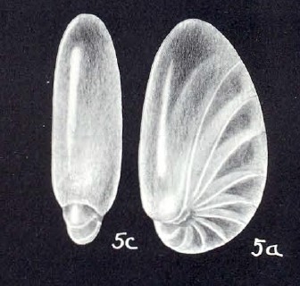 Nonionella arubaensis McCulloch, 1981 Nonionella arubaensis McCulloch, 1981