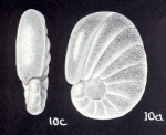Nonionella plauta McCulloch, 1981