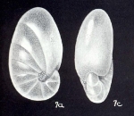 Nonionella differens McCulloch, 1981