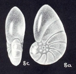 Nonionella (?) disgrega McCulloch, 1981