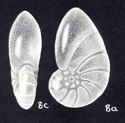Nonionella (?) disgrega McCulloch, 1981 Nonionella (?) disgrega McCulloch, 1981