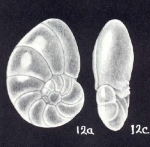Nonionella subchiliensis McCulloch, 1981