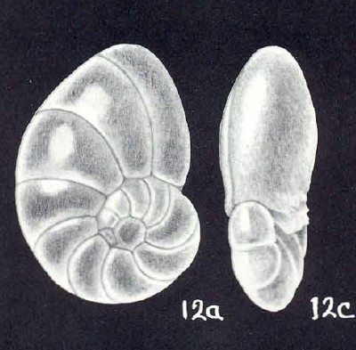 Nonionella subchiliensis McCulloch, 1981 Nonionella subchiliensis McCulloch, 1981