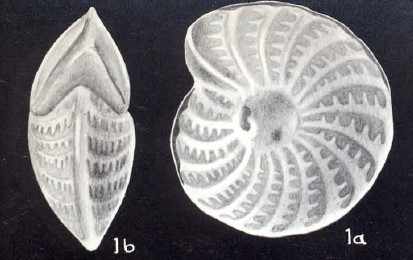 Elphidium macelliforme McCulloch, 1981 Elphidium macelliforme McCulloch, 1981
