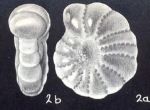 Elphidium cochense McCulloch, 1981