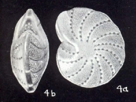 Elphidium (?) capelavelaense McCulloch, 1981, author: Consorti, Lorenzo