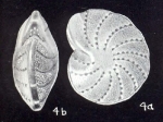 Elphidium (?) capelavelaense McCulloch, 1981