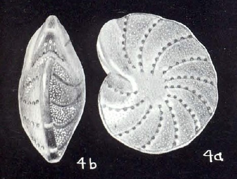 Elphidium (?) capelavelaense McCulloch, 1981 Elphidium (?) capelavelaense McCulloch, 1981