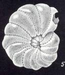 Elphidium cubaguaense McCulloch, 1981