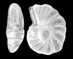 Cribroelphidium cubaguaense McCulloch, 1981