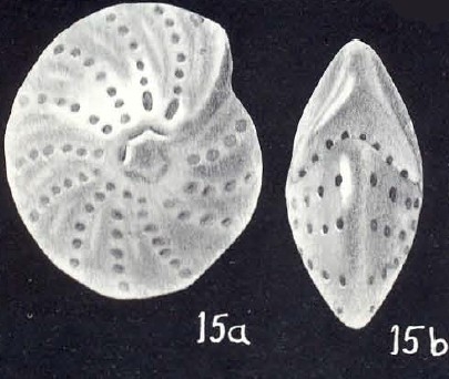 Elphidium parviforme McCulloch, 1981 Elphidium parviforme McCulloch, 1981