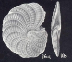 Elphidium planiforme McCulloch, 1981