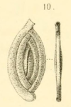 Spiroloculina asperula Karrer, 1868