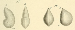Cristellaria convergens Bornemann, 1855