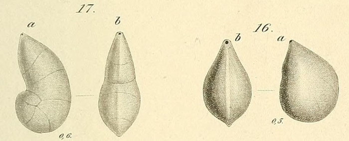 Cristellaria convergens Bornemann, 1855 Cristellaria convergens Bornemann, 1855