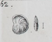 Cristellaria osnabrugensis Roemer, 1838, author: Le Coze, François