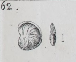 Cristellaria osnabrugensis Roemer, 1838