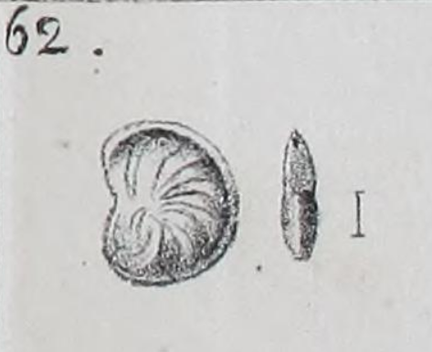 Cristellaria osnabrugensis Roemer, 1838