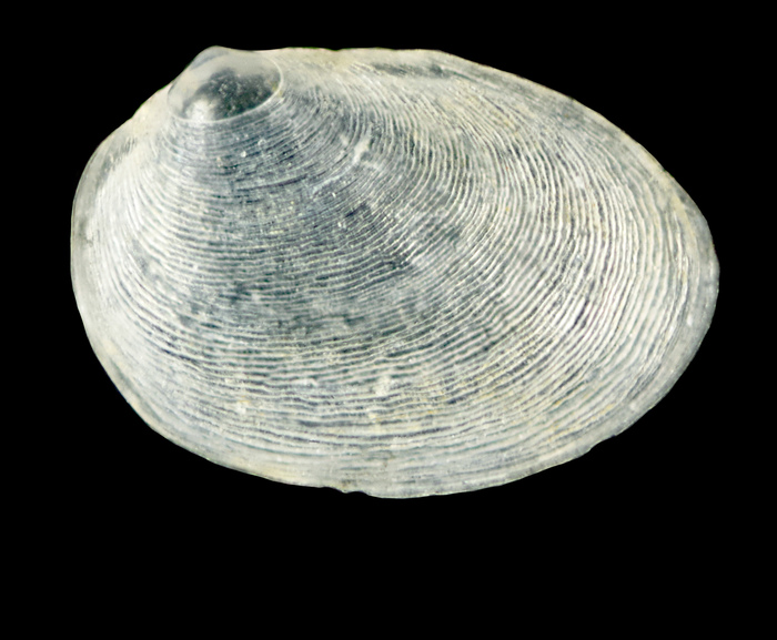 Coracuta obliquata (Chaster, 1897) - Alvor (Algarve - Portugal) 1.8 mm x 1.3 mm