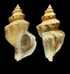 Neptunea despecta (Linnaeus, 1758) - Iceland SW - 170 mm