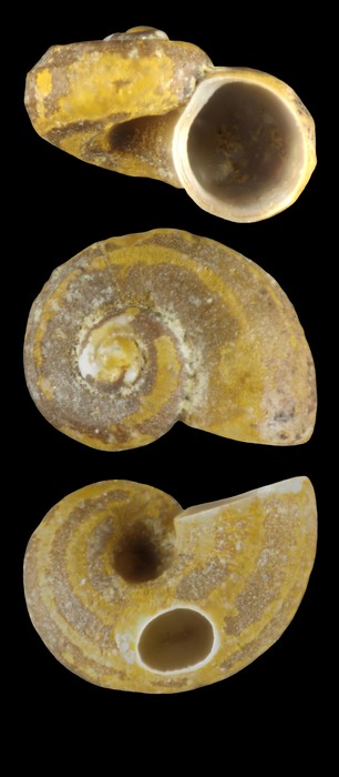 Skenea ferruginea Warén, 1991 - Iceland NW - 1.7 mm