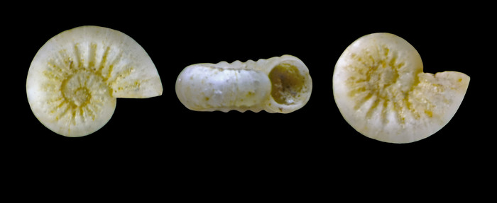 Palazzia ausonia (Palazzi, 1988) - Iceland W - 0.8 mm