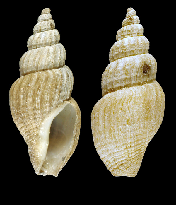 Oenopota elegans (Møller, 1842) - Iceland NW - 13.4 mm