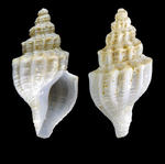 Propebela nobilis (Møller, 1842) - Iceland NW - 8.9 mm