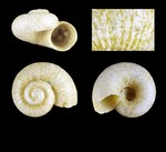 Akritogyra helicella Warén, 1993 - Iceland W -1.3 mm