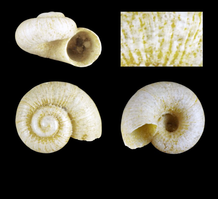 Akritogyra helicella Warén, 1993 - Iceland W -1.3 mm