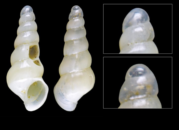 Atomiscala islandica Warén, 1989 - Iceland W - 2.7 mm