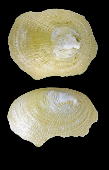 Xenodonta bogasoni Warén, 1993 - Iceland W - 1.9 mm