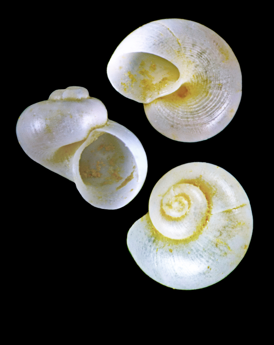 Skenea rugulosa (G. O. Sars, 1878) - Iceland W - 1.4 mm