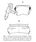 Cyrnosoma (Toscanosoma) variegatum