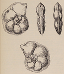 Robulus bertraneui Glaçon & Magné, 1953