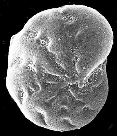 Retroelphidium anabarense Gudina &amp; Levchuk, 1983 holotype