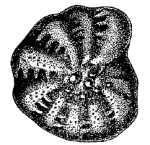 Elphidium littorale caspicus Mayer, 1968 holotype